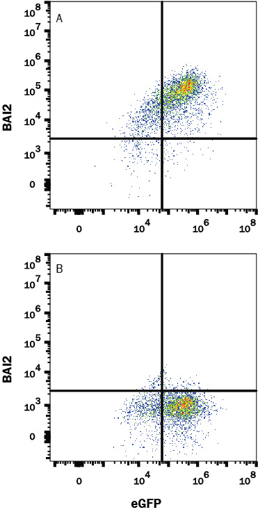 HEK293 human embryonic kidney cell line transfected with (A) human BAI2 or (B) irrelevant protein and eGFP was stained with Rabbit Anti-Human BAI2 Monoclonal Antibody (Catalog # MAB9338) followed by APC-conjugated Anti-Rabbit IgG Secondary Antibody (Catalog # F0111). Quadrant markers were set based on control antibody staining (Catalog # MAB1050). View our protocol for Staining Membrane-associated Proteins.