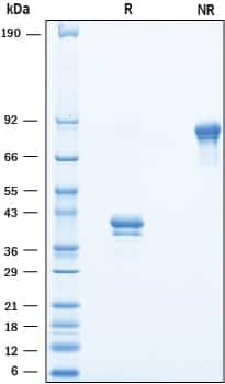 2 μg/lane of Recombinant Cynomolgus Monkey BCMA/TNFRSF17 Fc Chimera was resolved with SDS-PAGE underreducing (R) and non-reducing (NR) conditions and visualized by Coomassie® Blue staining, showing bands at 37‑43 kDa and 75‑85 kDa, respectively.