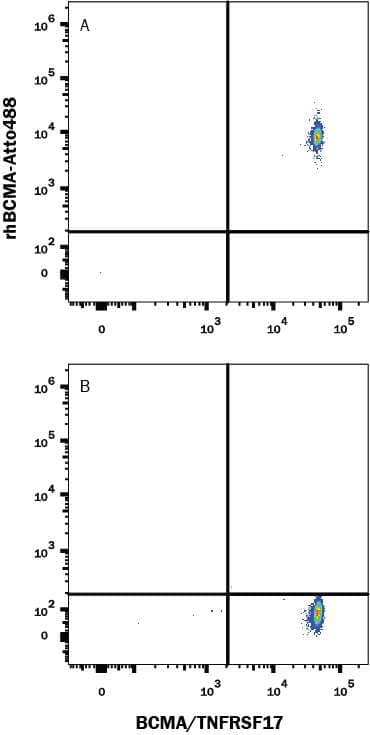 Fluorescent beads conjugated to Mouse anti-Human BCMA Monoclonal Antibody (Catalog # MAB193) were stained with (A) Recombinant Human BCMA/TNFRSF17 Fc Chimera Atto 488 Protein or (B) unstained.