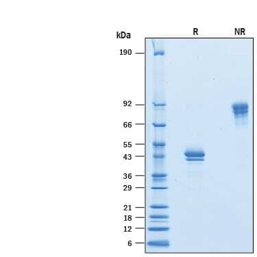 2 μg/lane of Recombinant Human BCMA/TNFRSF17Fc Chimera Avi-tag (Catalog # AVI193) was resolved with SDS-PAGE under reducing (R) and non-reducing (NR) conditions and visualized by Coomassie® Blue staining, showing bands at 36-48 kDa and 70-100 kDa, respectively.