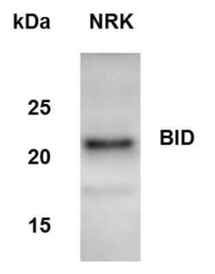 Western Blot: BID Antibody [NB100-56106] - Analysis of BID in NRK whole cell lysate using anti-BID antibody. Image from verified customer review.