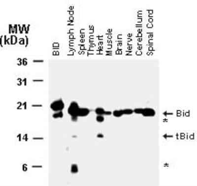 Western Blot: BID Antibody [NB100-56106] - Analysis of Bid in normal mouse tissues using this antibody. BID = recombinant Bid. Arrowheads indicate the positions of the full-length (uncleaved) ~22 kDa Bid and the ~15 kDa truncated form of Bid (tBid) typical of the caspase-cleavage. Additional bands representing partial Bid degradation products are indicated by asterisks (*).