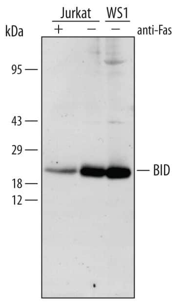 Western blot shows lysates of Jurkat human acute T cell leukemia cell line untreated (-) or treated (+) with 1 µg/mL anti‑Fas Antibody for 6 hours and WS‑1 human fetal skin fibroblast cell line. PVDF membrane was probed with 1 µg/mL of Rabbit Anti‑Human BID Polyclonal Antibody (Catalog # AF846), followed by HRP-conjugated Anti‑Rabbit IgG Secondary Antibody (Catalog # HAF008). A specific band was detected for BID at approximately 22 kDa (as indicated). This experiment was conducted under reducing conditions and using Immunoblot Buffer Group 4.