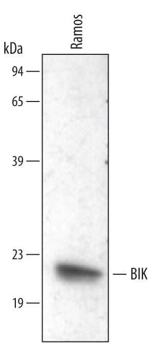 Western blot shows lysates of Ramos human Burkitt's lymphoma cell line. PVDF membrane was probed with 1 µg/mL of Sheep Anti-Human BIK Antigen Affinity-purified Polyclonal Antibody (Catalog # AF5474) followed by HRP-conjugated Anti-Sheep IgG Secondary Antibody (Catalog # HAF016). A specific band was detected for BIK at approximately 22 kDa (as indicated). This experiment was conducted under reducing conditions and using Immunoblot Buffer Group 2.