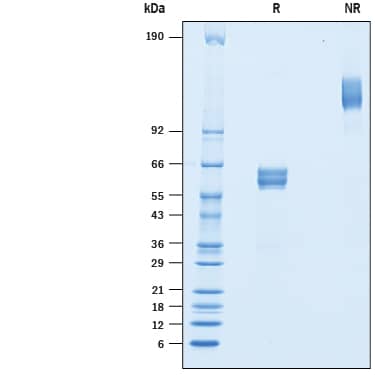 2 μg/lane of Recombinant Mouse BLAME/SLAMF8 Fc Chimera (Catalog # 10336-BL) was  resolved with SDS-PAGE under reducing (R) and non-reducing (NR)  conditions and visualized by Coomassie® Blue staining, showing bands at 52-70 kDa and 100-140 kDa, respectively.