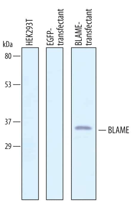 Western blot shows lysates of HEK293T human embryonic kidney cell line either mock transfected, transfected with EGFP, or transfected with human BLAME. PVDF membrane was probed with 0.1 µg/mL of Goat Anti-Human BLAME/SLAMF8 Antigen Affinity-purified Polyclonal Antibody (Catalog # AF1907) followed by HRP-conjugated Anti-Goat IgG Secondary Antibody (Catalog # HAF019). A specific band was detected for BLAME/SLAMF8 at approximately 32 kDa (as indicated). This experiment was conducted under reducing conditions and using Immunoblot Buffer Group 1.