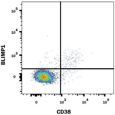 Human peripheral blood mononuclear cells (PBMCs) gated on CD19+CD3-cells were stained with Mouse Anti-Human BLIMP1/PRDM1 APC-conjugated Monoclonal Antibody (Catalog # IC36081A) and Mouse Anti-Human CD38 PerCP-conjugated Monoclonal Antibody (Catalog # FAB2404C). Quadrant markers were set based on control antibody staining (Catalog # IC0041P). To facilitate intracellular staining, cells were fixed with Flow Cytometry Fixation Buffer (Catalog # FC004) and permeabilized with Flow Cytometry Permeabilization/Wash Buffer I (Catalog # FC005). View our protocol for Staining Intracellular Molecules.