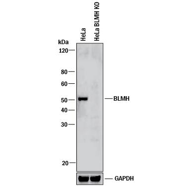 <b>Genetic Strategies Validation. </b>    Western  blot shows lysates of HeLa human cervical epithelial carcinoma parental cell  line and BLMH/Bleomycin Hydrolase knockout HeLa cell line (KO). PVDF membrane  was probed with 0.2 µg/mL of Mouse Anti-Human BLMH/Bleomycin  Hydrolase Monoclonal Antibody (Catalog # MAB6200) followed by HRP-conjugated  Anti-Mouse IgG Secondary Antibody (Catalog # HAF018).  A specific band was detected for BLMH/Bleomycin Hydrolase at approximately  51 kDa (as indicated) in the parental HeLa cell line, but is not  detectable in knockout HeLa cell line. GAPDH (Catalog # MAB5718) is shown as a  loading control. This experiment was conducted under reducing conditions and  using Immunoblot  Buffer Group 1. 