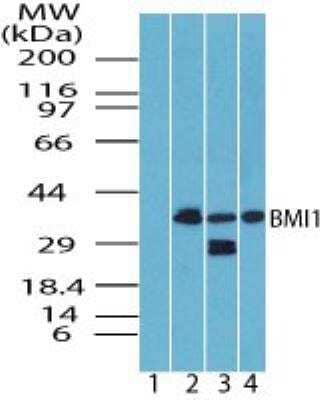 Western Blot: BMI-1 Antibody [NBP2-24693] - Analysis of BMI1 in skeletal muscle lysate. Lane 1 shows pre-immune sera. Lanes 2, 3 and 4 show this antibody. I goat anti-rabbit Ig HRP secondary antibody and PicoTect ECL substrate solution were used for this test.