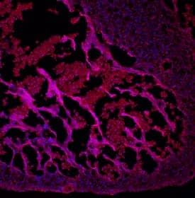 Immunohistochemistry BMP-10 Antibody (654319)