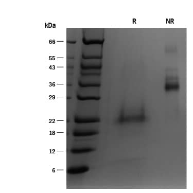 1 μg/lane of ProDots® Recombinant Human BMP-4 was resolved with SDS-PAGE under reducing (R) and non-reducing (NR) conditions and visualized with silver staining, showing multiple bands at 22-25 kDa and 37-41 kDa, respectively. Multiple bands in the gel are due to variable glycosylation.