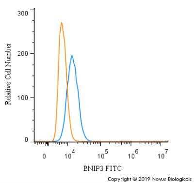 Flow Cytometry: BNIP3 Antibody [NBP1-77683] - An intracellular stain was performed on PC12 cells with BNIP3 Antibody NBP1-77683F (blue) and a matched isotype control (orange). Cells were fixed with 4% PFA and then permeabilized with 0.1% saponin. Cells were incubated in an antibody dilution of 10 ug/mL for 30 minutes at room temperature. Both antibodies were conjugated to FITC.