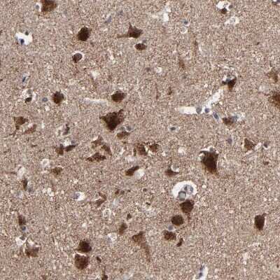 Immunohistochemistry-Paraffin: BNIP3 Antibody [NBP1-82566] - Staining of human cerebral cortex shows  strong granular cytoplasmic positivity in neurons.