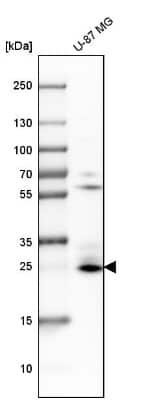Western Blot: BNIP3 Antibody [NBP1-82566] - Analysis in human cell line U-87 MG.