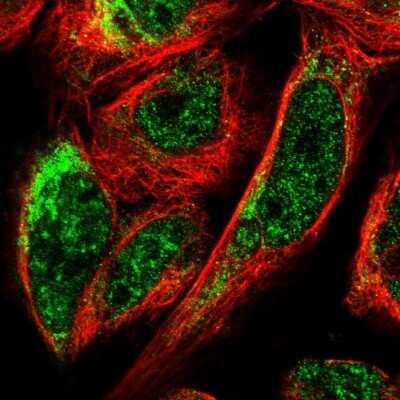 Immunocytochemistry/Immunofluorescence: BNIP3L Antibody [NBP1-88558] - Staining of human cell line U-2 OS shows localization to nuclear speckles &amp; mitochondria. Antibody staining is shown in green.