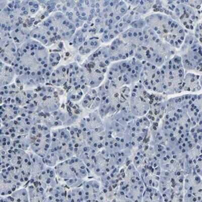 Immunohistochemistry-Paraffin: BNIP3L Antibody [NBP1-88558] - Staining of human pancreas shows low expression as expected.