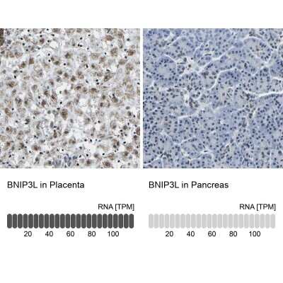 Immunohistochemistry-Paraffin: BNIP3L Antibody [NBP1-88558] - Staining in human placenta and pancreas tissues using anti-BNIP3L antibody. Corresponding BNIP3L RNA-seq data are presented for the same tissues.