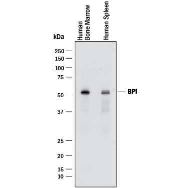 Western Blot BPI Antibody (971513) [Unconjugated]