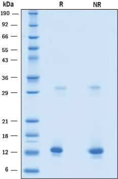 2 μg/lane of Recombinant Human BST-2/Tetherin (Catalog # 9939-BS) was resolved with SDS-PAGE under reducing (R) and non-reducing (NR) conditions and visualized by Coomassie® blue staining, showing bands at 13 kDa and 31 kDa.