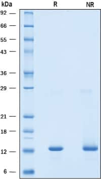 2 μg/lane of Recombinant Mouse BST-2/Tetherin (Catalog # 9940-BS) was resolved with SDS-PAGE under reducing (R) and non-reducing (NR) conditions and visualized by Coomassie® blue staining, showing bands at 13 kDa and 28 kDa.