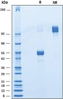 2 μg/lane of Recombinant Human BTNL10 was resolved with SDS-PAGE underreducing (R) and non-reducing (NR) conditions and visualized by Coomassie® Bluestaining, showing bands at 48-55 kDa and 95-110 kDa, respectively.