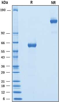 2 μg/lane of Recombinant Mouse BTNL10 was resolved with SDS-PAGE underreducing (R) and non-reducing (NR) conditions and visualized by Coomassie® Bluestaining, showing bands at 58 - 63 kDa and 120 - 130 kDa, respectively.