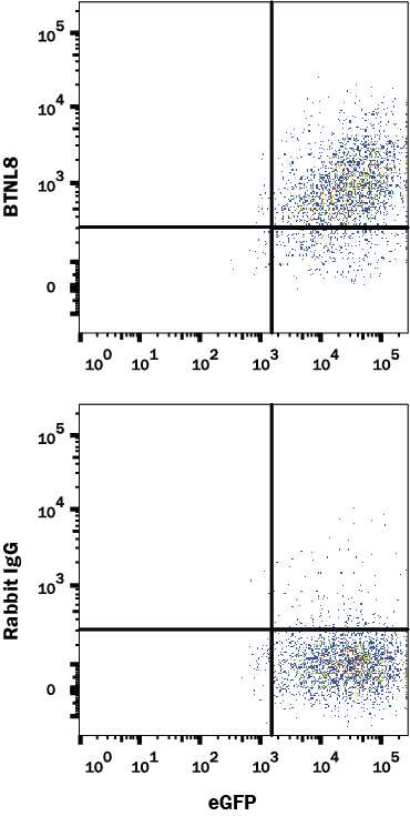 HEK293 human embryonic kidney cell line transfected with human BTNL8 and eGFP were stained with (A) Rabbit Anti-Human BTNL8 Alexa Fluor® 647-conjugated Monoclonal Antibody (Catalog # FAB9359R) or (B) Rabbit IgG Alexa Fluor® 647-conjugated isotype control antibody (Catalog # IC1051R). View our protocol for Staining Membrane-associated Proteins.