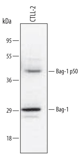 Western blot shows lysates of CTLL-2 mouse cytotoxic T cell line. PVDF membrane was probed with 0.6 µg/mL of Goat Anti-Mouse Bag-1 Antigen Affinity-purified Polyclonal Antibody (Catalog # AF815) followed by HRP-conjugated Anti-Goat IgG Secondary Antibody (Catalog # HAF109). A specific band was detected for Bag-1 at approximately 32 and 50 kDa (as indicated). This experiment was conducted under reducing conditions and using Immunoblot Buffer Group 6.