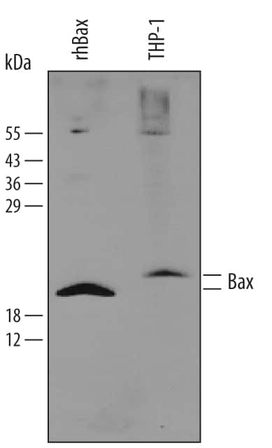 Western blot shows lysates of THP-1 human acute monocytic leukemia cell line. PVDF membrane was probed with 4 µg/mL Goat Anti-Human Bax Minus C-Terminus Polyclonal Antibody (Catalog # AB820) followed by HRP-conjugated Anti-Goat IgG Secondary Antibody (Catalog # HAF017). For additional reference, recombinant human Bax (1 ng) was included. A specific band for Bax was detected at approximately 21 kDa (as indicated). This experiment was conducted under reducing conditions and using Immunoblot Buffer Group 2.
