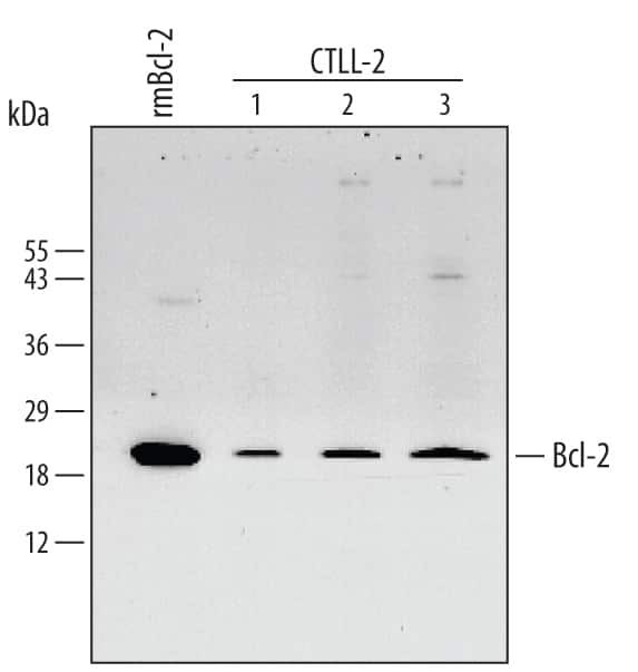 Western blot shows lysates of CTLL-2 mouse cytotoxic T cell line. PVDF membrane was probed with 0.5 µg/mL Rat Anti-Mouse Bcl-2 Minus C-Terminus Monoclonal Antibody (Catalog # MAB810) followed by HRP-conjugated Anti-Rat IgG Secondary Antibody (Catalog # HAF005). For additional reference, Recombinant Human Bcl-2 Minus C-Terminus (Catalog # 827-BC) (2 ng) was included. A specific band for Bcl-2 was detected at approximately 26 kDa (as indicated). This experiment was conducted under reducing conditions and using Immunoblot Buffer Group 4.