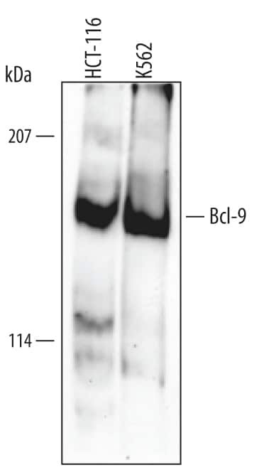 Western Blot Bcl-9 Antibody