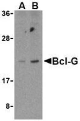 Bcl G Antibody (NBP1-77223): Novus Biologicals