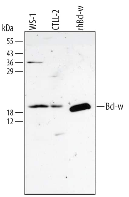 Western blot shows lysates of WS-1 human fetal skin fibroblast cell line and CTLL-2 mouse cytotoxic T cell line. PVDF membrane was probed with 1.2 µg/mL Rabbit Anti-Human/Mouse Bcl‑w Antigen Affinity-purified Polyclonal Antibody (Catalog # AF824) followed by HRP-conjugated Anti-Rabbit IgG Secondary Antibody (Catalog # HAF008). For additional reference, Recombinant Human Bcl‑w Minus C-Terminus (Catalog # 824-BW) (1 ng) was included. A specific band for Bcl-w was detected at approximately 19 kDa (as indicated). This experiment was conducted under reducing conditions and using Immunoblot Buffer Group 4.