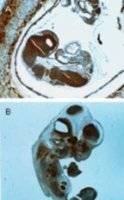 Immunohistochemistry-Paraffin: BID Antibody [NB100-56108] - Bid Antibody [NB100-56108] - Used at 1:2000 to stain Mouse Embryos. A) Intrauterine embryo at E.95 dpc (days post conception). B) 10.5-11 dpc Embryo isolated from the yolk sac. Hematoxylin-eosin counterstain.