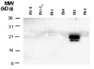 Western Blot: BID Antibody [NB100-56108] - Used at 1:2000 and detected in vitro translated Bid, but not in vitro translated Bcl-2, Bcl-xL, Bax, or Bad. These results show that this antibody is specific for Bid and does not crossreact with other Bcl-2 family members.
