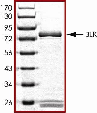 The approximate molecular weight is 84 kDa and the average purity is 90%.