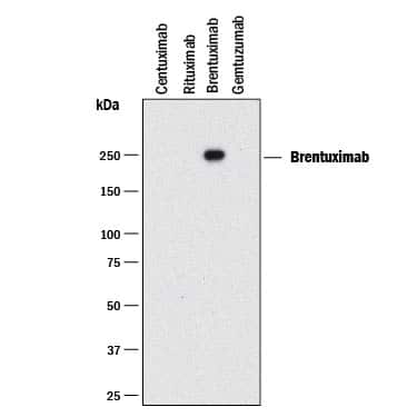Western blot shows Centuximab (negative control), Rituximab (negative control), Brentuximab, and Gemtuzumab (negative control) biosimilars. PVDF membrane was probed with 0.5 µg/mL of Anti-Brentuximab (Idiotype) Monoclonal Antibody (Catalog # MAB9584) followed by HRP-conjugated Anti-Rabbit IgG Secondary Antibody (HAF008). A specific band was detected for Brentuximab at approximately 240 kDa (as indicated). This experiment was conducted under non-reducing conditions and using Immunoblot Buffer Group 1.