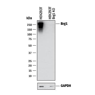 <b>Genetic Strategies Validation. </b>Western blot shows lysates of HEK293T human embryonic kidney parental cell line and Brg1 knockout HEK293T cell line (KO). PVDF membrane was probed with 0.5 µg/mL of Rabbit Anti-Human Brg1 Monoclonal Antibody (Catalog # MAB5738) followed by HRP-conjugated Anti-Rabbit IgG Secondary Antibody (Catalog # HAF008). A specific band was detected for Brg1 at approximately 250 kDa (as indicated) in the parental HEK293T cell line, but is not detectable in knockout HEK293T cell line. GAPDH (Catalog # MAB5718) is shown as a loading control. This experiment was conducted under reducing conditions and using Immunoblot Buffer Group 1.