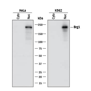 Western blot shows lysates of HeLa human cervical epithelial carcinoma cell line and K562 human chronic myelogenous leukemia cell line. Gels were loaded with 30 µg of cytoplasmic (Cyto) and 15 µg of nuclear extracts (Nuc). PVDF membrane was probed with 0.5 µg/mL of Rabbit Anti-Human Brg1 Monoclonal Antibody (Catalog # MAB5738) followed by HRP-conjugated Anti-Rabbit IgG Secondary Antibody (Catalog # HAF008). A specific band was detected for Brg1 at approximately 220 kDa (as indicated). This experiment was conducted under reducing conditions and using Immunoblot Buffer Group 1.