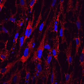 Otolin-1 was detected in immersion fixed BG01V human embryonic stem cells differentiated to early otic lineage using Mouse Anti-Human Otolin-1 Monoclonal Antibody (Catalog # MAB8045) at 10 µg/mL for 3 hours at room temperature. Cells were stained using the NorthernLights™ 557-conjugated Anti-Mouse IgG Secondary Antibody (red; Catalog # NL007) and counterstained with DAPI (blue). Specific staining was localized to cytoplasm. View our protocol for Fluorescent ICC Staining of Cells on Coverslips.