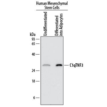 Western Blot C1qTNF3/CORS26/CTRP3 Antibody [Unconjugated]