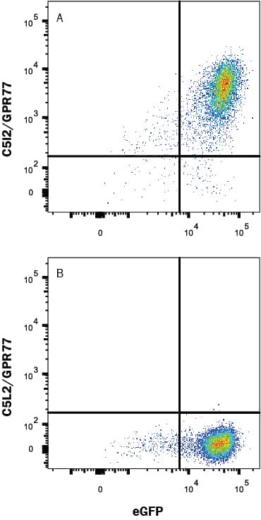 HEK293 human embryonic kidney cell line transfected with (A) C5L2/GPR77 or (B) irrelevant protein, and eGFP were stained with Mouse Anti-Human C5L2/GPR77 Monoclonal Antibody (Catalog # MAB10254) followed by Allophycocyanin-conjugated Anti-Mouse IgG Secondary Antibody (Catalog # F0101B). Quadrant markers were set based Mouse IgG2B Isotype Control Antibody staining (Catalog # MAB0041, data not shown). View our protocol for Staining Membrane-associated Proteins.