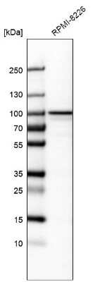 Western Blot: CCDC39 Antibody [NBP1-90560] - Analysis in human cell line RPMI-8226.