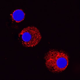 CCL2/JE/MCP-1 was detected in immersion fixed canine peripheral blood mononuclear cells using Goat Anti-Canine CCL2/JE/MCP-1 Antigen Affinity-purified Polyclonal Antibody (Catalog # AF1774) at 15 µg/mL for 3 hours at room temperature. Cells were stained using the NorthernLights™ 557-conjugated Anti-Goat IgG Secondary Antibody (red; Catalog # NL001) and counterstained with DAPI (blue). Specific staining was localized to cytoplasm. View our protocol for Fluorescent ICC Staining of Non-adherent Cells.