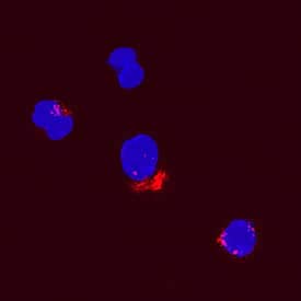 CCL2/JE/MCP-1 was detected in immersion fixed canine peripheral blood mononuclear cells (PBMCs) using Goat Anti-Canine CCL2/JE/MCP-1 Biotinylated Antigen Affinity-purified Polyclonal Antibody (Catalog # BAF1774) at 15 µg/mL for 3 hours at room temperature. Cells were stained using the NorthernLights™ 557-conjugated Streptavidin (red; Catalog # NL999) and counterstained with DAPI (blue). Specific staining was localized to cytoplasmic. View our protocol for Fluorescent ICC Staining of Non-adherent Cells.