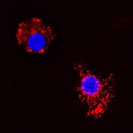 CCL2/JE/MCP‑1 was detected in immersion fixed canine peripheral blood mononuclear cells (PBMCs) using Mouse Anti-Canine CCL2/JE/MCP‑1 Monoclonal Antibody (Catalog # MAB28171) at 25 µg/mL for 3 hours at room temperature. Cells were stained using the NorthernLights™ 557-conjugated Anti-Mouse IgG Secondary Antibody (red; Catalog # NL007) and counterstained with DAPI (blue). Specific staining was localized to cytoplasm. View our protocol for Fluorescent ICC Staining of Non-adherent Cells.