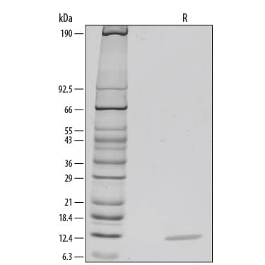 1 μg/lane of Recombinant Human CCL3/MIP-1 alpha  Isoform LD78a was resolved with SDS-PAGE under reducing (R) conditions and visualized by silver staining, showing a single band at 12 kDa.