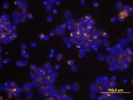 CCL3/MIP-1a was detected in immersion fixed human peripheral blood mononuclear cells (PBMCs) stimulated with PHA and monensin using Human CCL3/MIP-1a Biotinylated Antigen Affinity-purified Polyclonal Antibody (Catalog # BAF270) at 10 µg/mL for 3 hours at room temperature. Cells were stained using the Northern-Lights™ 557-conjugated Streptavidin (yellow; Catalog # NL999) and counterstained with DAPI (blue). View our protocol for Fluorescent ICC Staining of Non-adherent Cells.