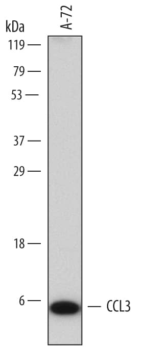 Western blot shows lysates of A-72 canine fibroma cell line. PVDF membrane was probed with 0.1 µg/mL of Mouse Anti-Canine CCL3/MIP-1a Monoclonal Antibody (Catalog # MAB7370) followed by HRP-conjugated Anti-Mouse IgG Secondary Antibody (Catalog # HAF007). A specific band was detected for CCL3/MIP-1a at approximately 5 kDa (as indicated). This experiment was conducted under reducing conditions and using Immunoblot Buffer Group 10.