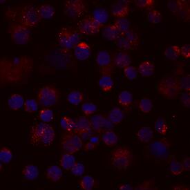 CCL4/MIP‑1 beta  was detected in immersion fixed human peripheral blood mononuclear cells (PBMCs) using Human CCL4/MIP‑1 beta  Biotinylated Antigen Affinity-purified Polyclonal Antibody (Catalog # BAF271) at 10 µg/mL for 3 hours at room temperature. Cells were stained using the NorthernLights™ 557-conjugated Streptavidin (red; Catalog # NL999) and counterstained with DAPI (blue). View our protocol for Fluorescent ICC Staining of Non-adherent Cells.